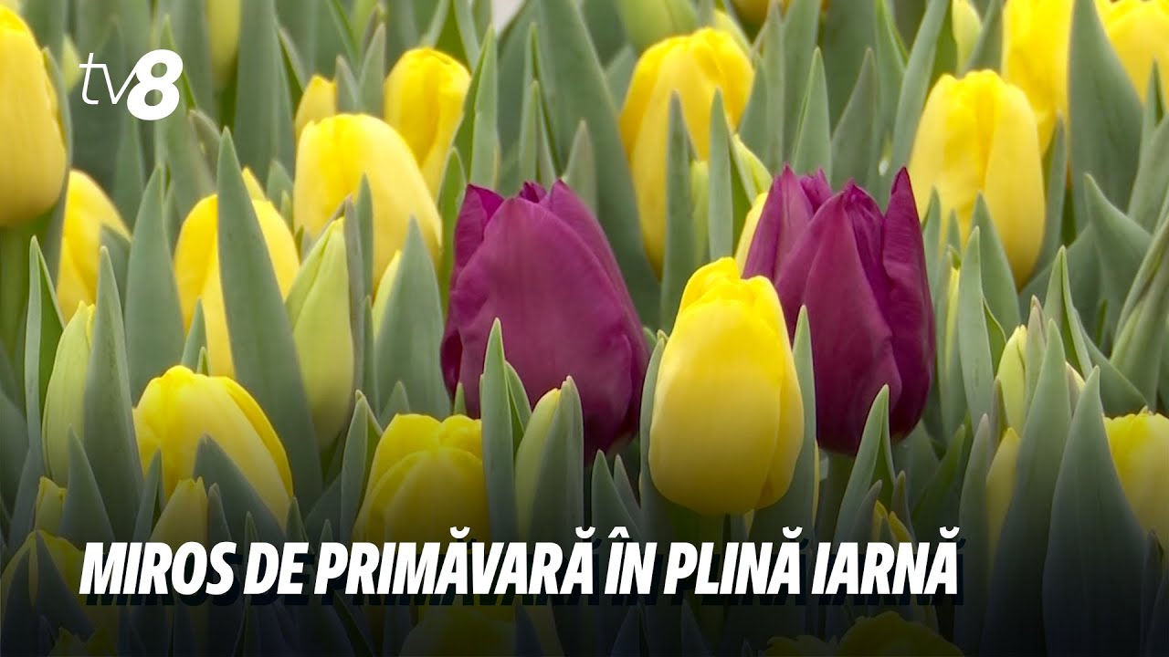 A început sezonul lalelelor crescute pe apă