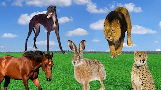 The Fast Running Animal Kingdom: Cheetah, Horse, Hare, Lion, and Greyhound by Animal Kingdom 370 views 11 months ago 10 minutes, 7 seconds