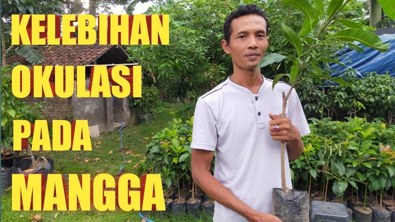 GAMPANG Sekali, Ayo coba.. ! TIPS DAN TRIK OKULASI PADA MANGGA