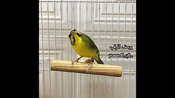 تغريد ياسمين موزمبيق Serinus Mozambicus 