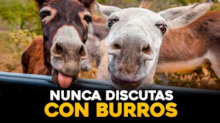 Una persona inteligente jamás discute con un burro | No pierdas el tiempo con un burro