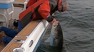 How to Catch Trophy Stripers on Chesapeake Bay - Monster Rockfish on LT!