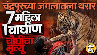 Chandrapur Tiger Attack: तेंदूपत्ता गोळा करणाऱ्या ७ महिला, वाघीण आणि बछडे, जंगलात नेमकं घडलं काय ?