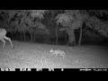A doe and her newborn fawn cross through my backyard 5/30/26