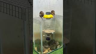 চাইনিজ ইদুর ধরার ফাঁদ 😱 অবিশ্বাস্য বুদ্ধি! #MouseTrap #ChinaGadget #SmartTool