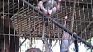 MVI_2971.AVI