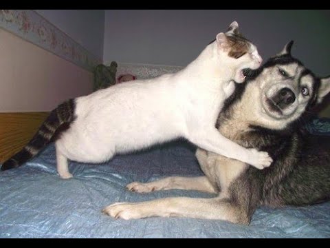 🐈Страшнее кошки зверя нет! 😺 Подборка смешных котов и собак для хорошего настроения! 😺