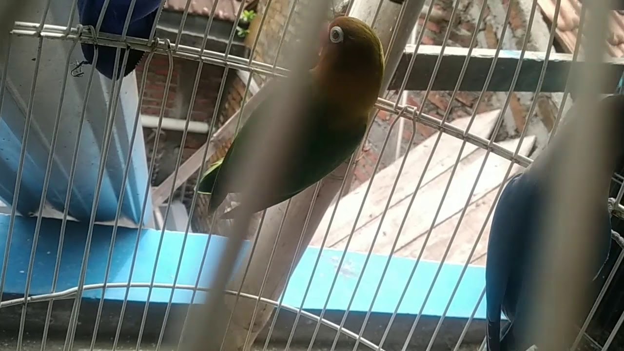 Cara agar lovebird produktif setelah anakannya dipisahkan dari indukan