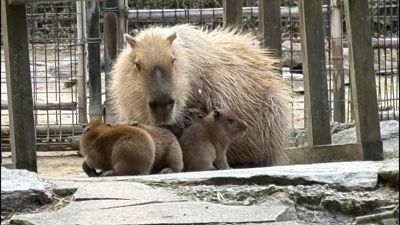 LIVE】カピバラの赤ちゃん capybara babies - YouTube