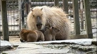 カピバラの赤ちゃん capybara babies