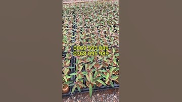 Khay bầu ươm cây giống loại 50 lỗ nhựa đen cứng siêu tiện lợi, siêu bền. Giá rẻ 0869593886 #shorts