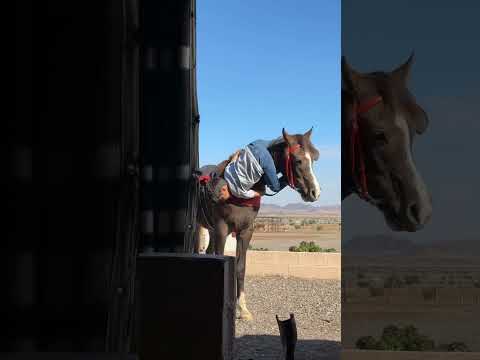 رعد وحصانه فيصل حفله اكسبلور خيل  سعد الخيال الصغير الخيل عواد حصان ترند