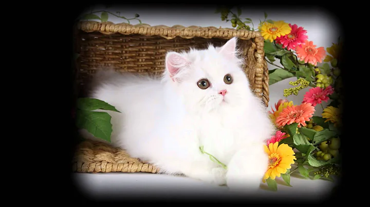 Video 11236751: white persian kitten