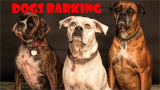 Dog Barking Sounds | Epic Dog Barking Compilation: See How Your Dogs REACTS and Can't Resist!