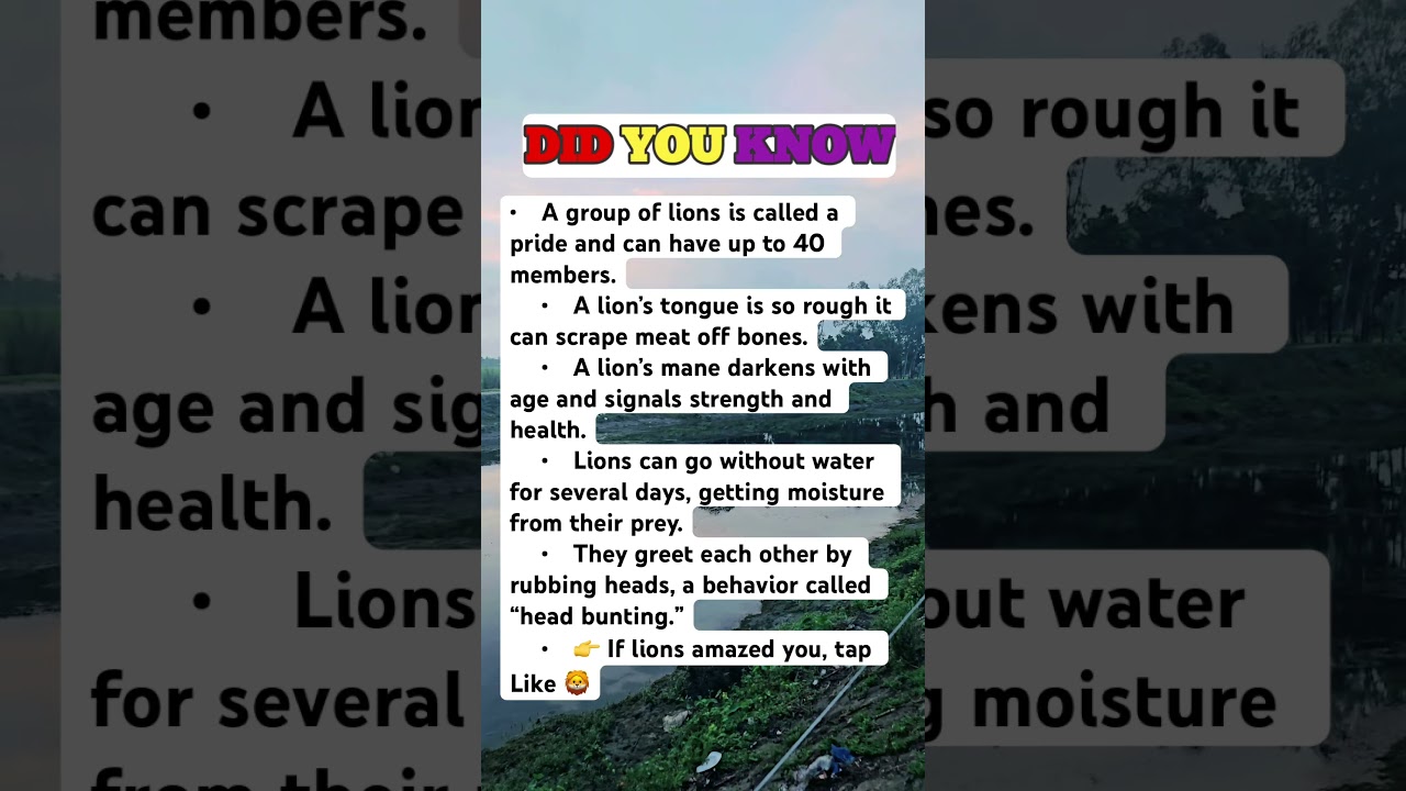 🦁 6 Insane Lion Facts You Won’t Believe!
