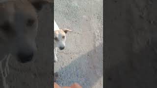 subha subha raste me bacche mil gaye a log bhut ache hai kabhi dhoka nhi dete .#dog .