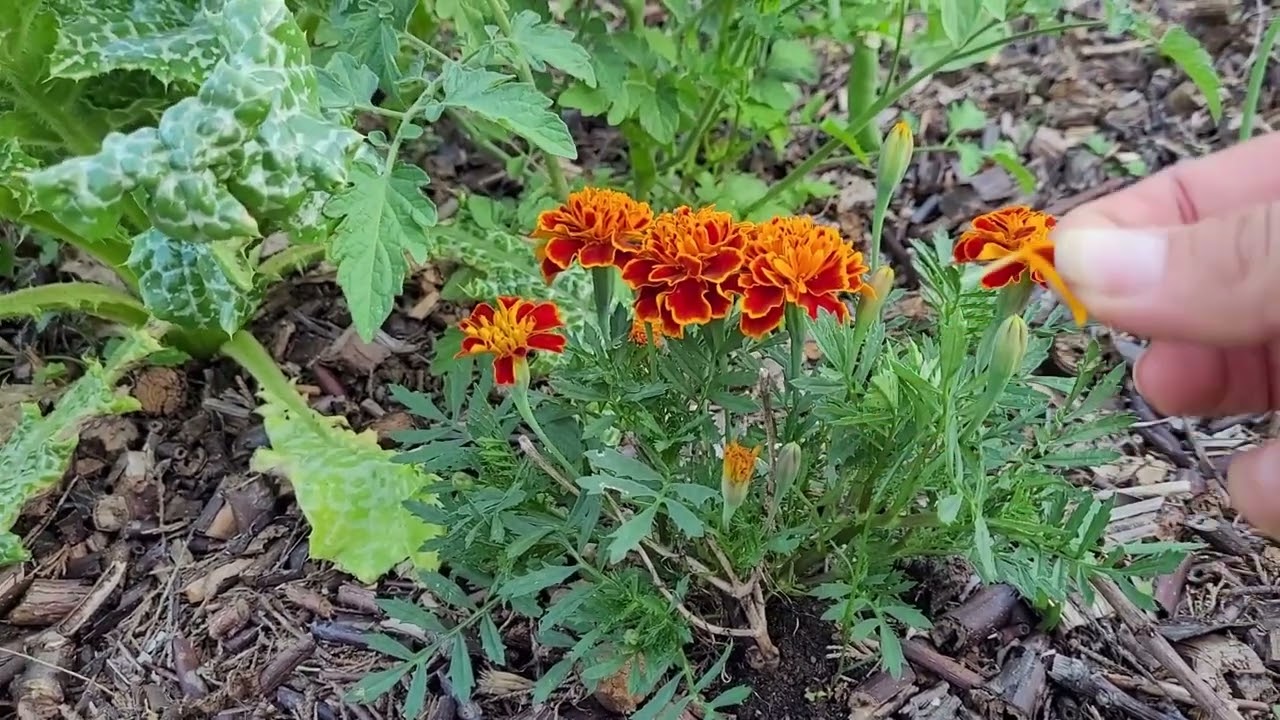 Nasza mała permakultura - początki Białkowo pod Płockiem