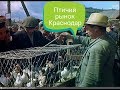 Птичий рынок Краснодар 01.04.2018г.(Ярмарка голубей,животных)в 4к