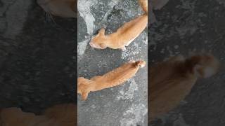 Sekali Panggil Langsung Datang