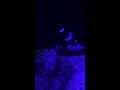Tiger Jawfish vs. Fiji Blue Devil Damsel