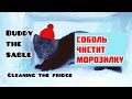 Соболь Бадди помогает чистить морозилку | Sable Buddy Helps Clean Freezer