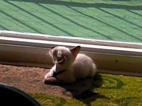 11 Weeks old seal point siamese kitten enjoying the sun