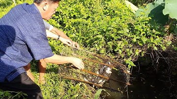 Anh 3 Về Thăm Bác 2,Chú Út Và Trải Nghiệm Thăm Lợp Cá Lóc.Góc Làng Quê #82