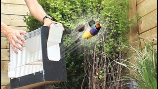 Aviary Birds Released In Their New Home