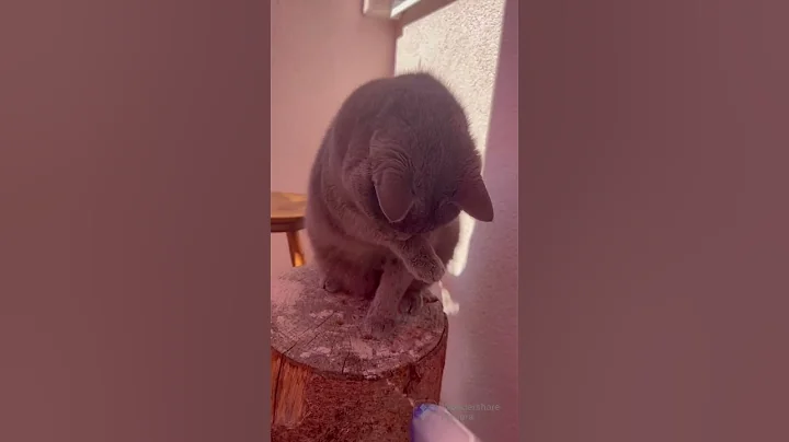 Watch the video about Funny Grey Cat Loves to Play Water😂😂