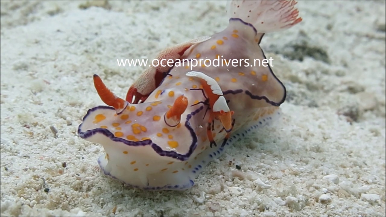 Ocean Pro Divers Macro life in Koh Lipe YouTube