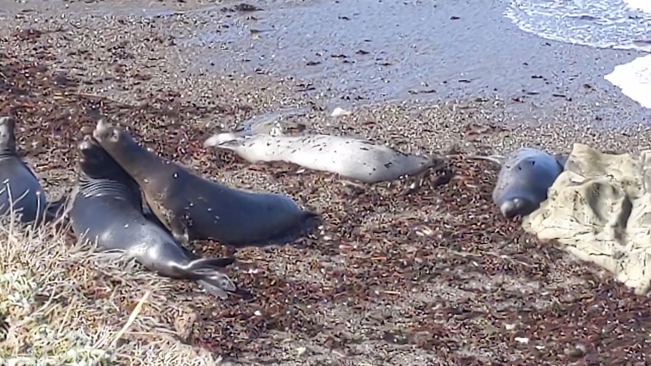 Elephant seals in San Simeon in May 2021 - Seeelefanten in San Simeon, Mai 2021