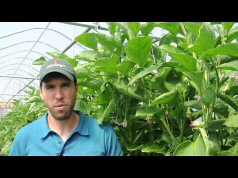 Video: Aubergine i ett växthus: odling, planteringsdatum, skötsel, buskbildning, urval av sorter