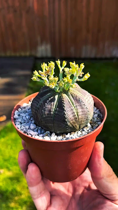 The Plant That Looks Like a Ball: Euphorbia Obesa!