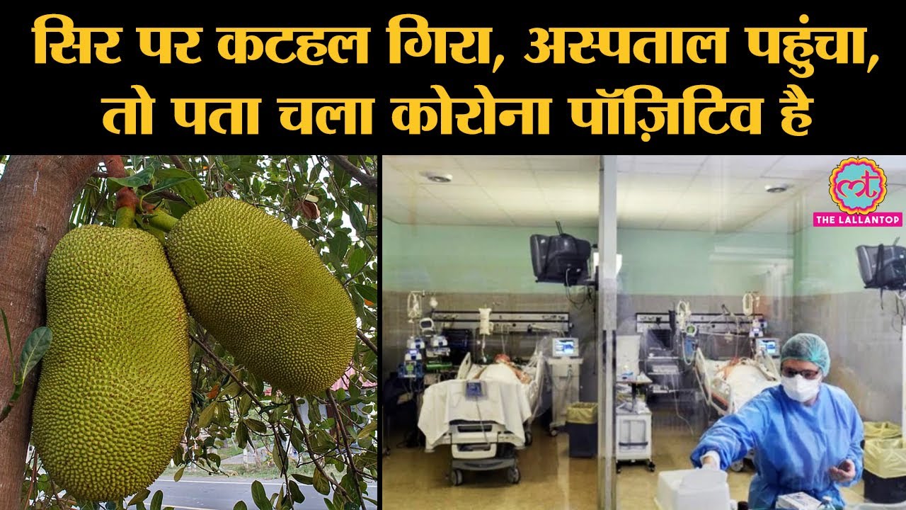 Kerala के Kasargod में Auto Driver के सिर पर Jackfruit गिरने पर पता चला