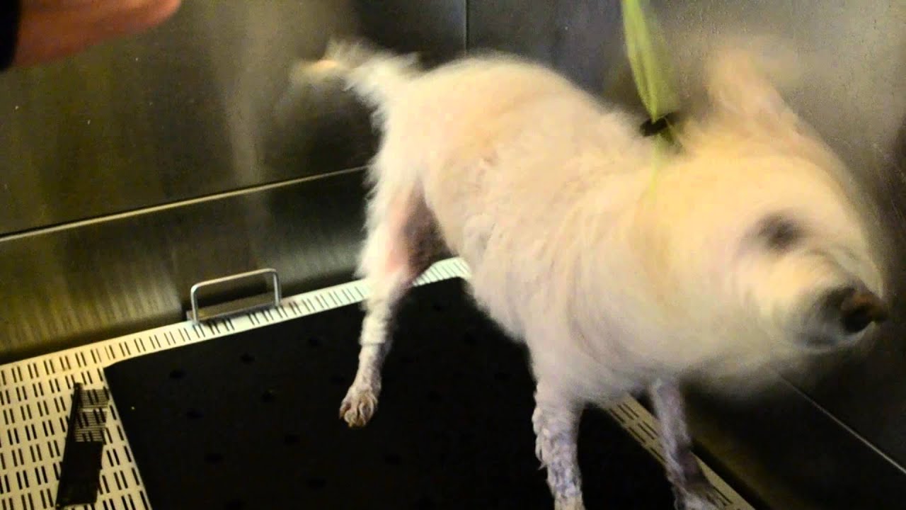 yuppy puppy bath brush