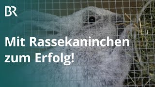 Rassekaninchen: Mit Rammlern zum Turniersieg | Unser Land | BR Fernsehen screenshot 2