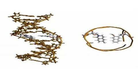 DNA with heterobases, Molecular Dynamics Simulation
