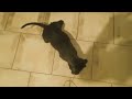 Playing with tiny Pitbull