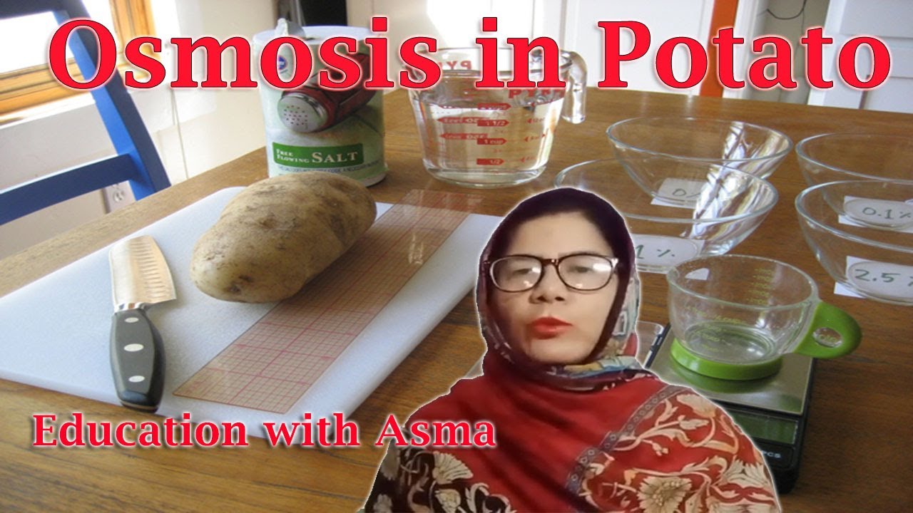 Osmosis Potato Experiment Explanation At Laura Stanley Blog Osmosis Potato Experiment Explanation At Laura Stanley Blog