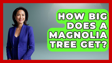 How Big Does A Magnolia Tree Get? - The Plant Enthusiast
