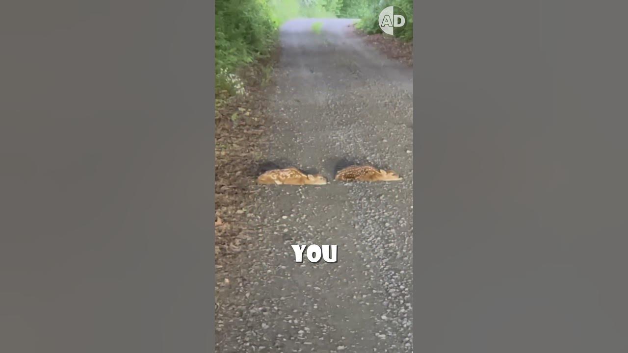 Why Deer Freeze in Headlights and Stop in Traffic? animals wildlife