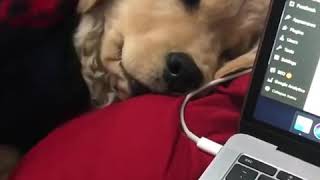 Golden Retriever Stops Owner From Working on Laptop - 1020812