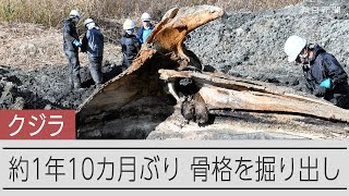 大阪湾で死んだ「迷いクジラ」、2年ぶりに掘り起こし 骨格標本に [大阪