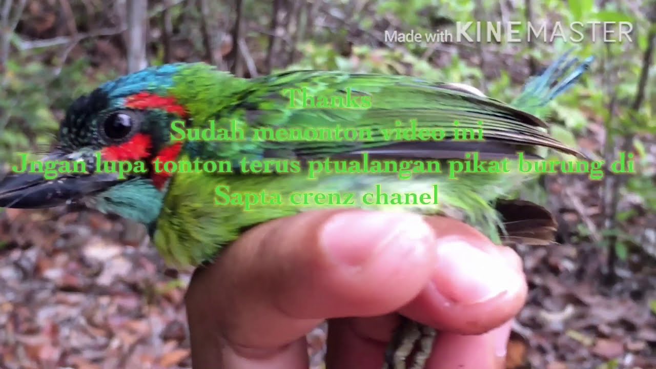 Mikat dapat burung TAKUR 