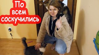 VLOG Кто ждал нас дома больше всех