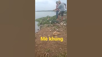 câu cá đập thiên nhiên bà rịa vũng Tàu 224 #shorps #cauca