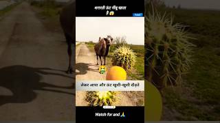 Prank Camel Eats Lemon || 🤮 #facts #coolfacts #aivideo #sciencefacts