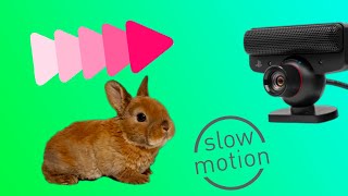 Слоу мо кролик на прогулке (slow mo rabbit)