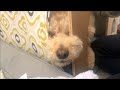 ある物が嫌すぎて謎行動をする大きいトイプードル【デカプー】【トイプードルのロアくん】【toy poodle】
