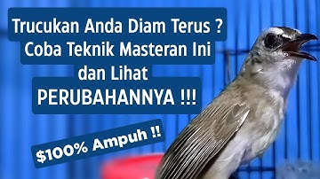 PANCINGAN Trucukan Gacor Ngalas Tarung Ropel Paling Bagus Untuk Pancingan Trucukan Agar Bunyi Nyaut
